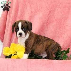 Indian Corn, Boston Terrier Mix Puppy